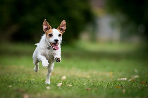 Geriausios šunų veislės bėgikams