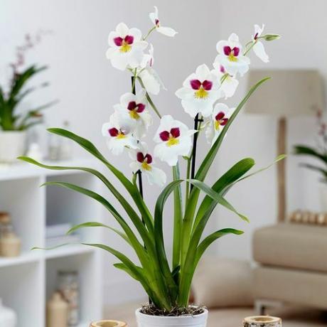 Miltoniopsio 'Herr Alexander'pansy orchidėja