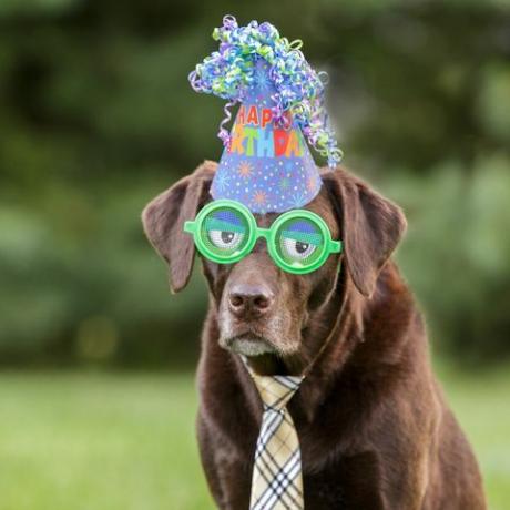 „Chocolate Labrador“ nešioja žalius juokingus akinius ir gimtadienio skrybėlę