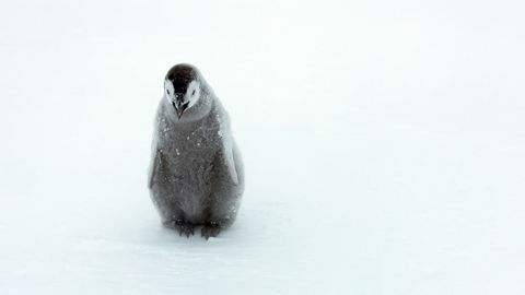 Dinastijos pingvinų jauniklių nuotrauka