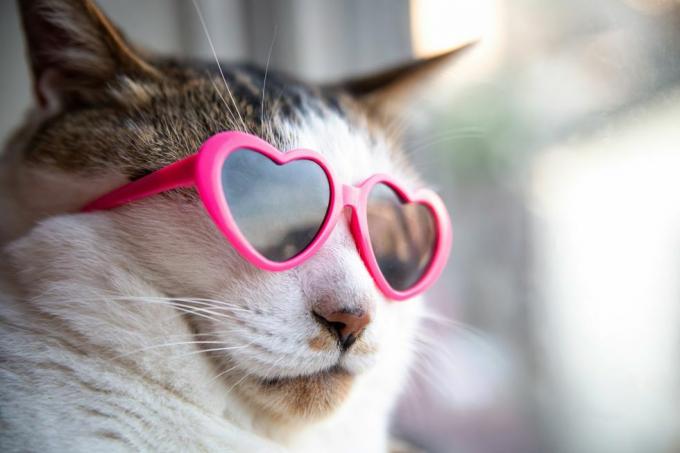 katė, nešiojanti širdies formos akinius nuo saulės