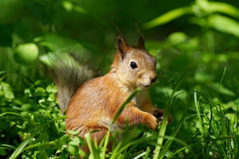 Eurazijos raudonoji voverė sciurus vulgaris iš arti