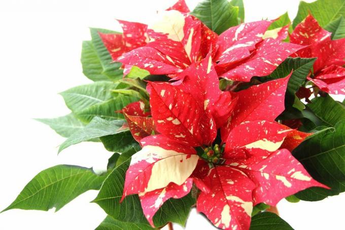 Poinsettia (