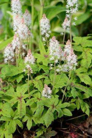 putplasčio tiarella yra daugiametė gėlė, auganti šešėlinėse vietose