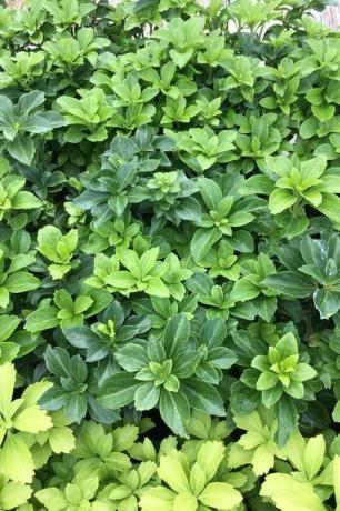 pachysandra