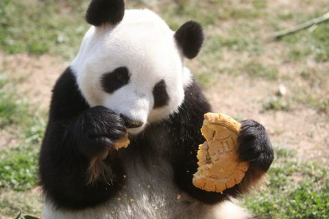 panda valgo mėnulio pyragą