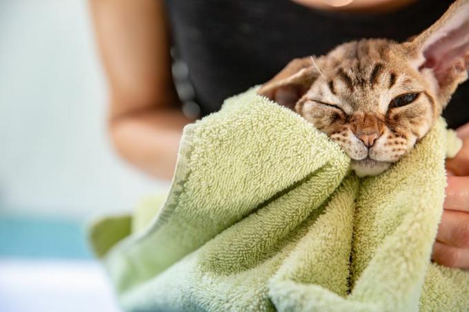 miela devono rekso katė žaliame vonios rankšluostyje