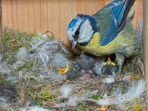 mėlyna zylė, cyanistes caeruleus, maitina alkanus jauniklius lizdavietėje, Norfolkas JK nuotrauka David tiplingeducation imagesuniversal images group per getty images