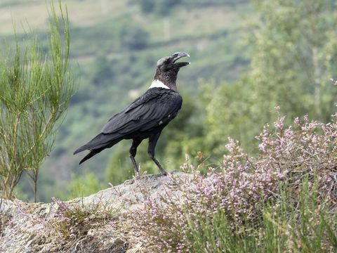 Baltakaklis varnas (Corvus albicollis), sėdintis ant uolos