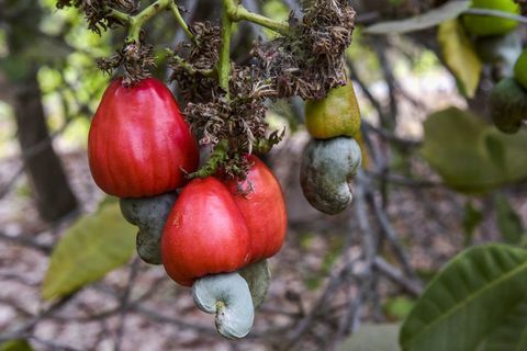 Augalas, gėlė, vaismedis, žydintis augalas, vaisius, medis, Syzygium malaccense, botanika, maistas, gaminys, 