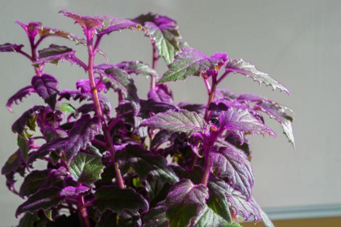violetinis aistros augalas