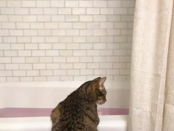 katė žiūri į vandens pripildytą vonią