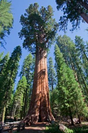 Raudonmedžio medis Sequoia nacionaliniame parke, Kalifornijoje