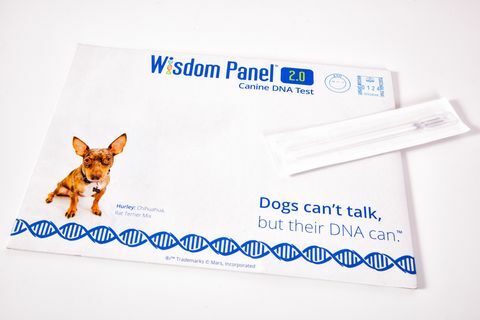 Dabar galite sužinoti apie savo šuns protėvius naudodami šį naują naminių DNR tyrimų rinkinį