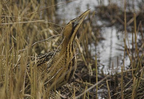 Vaizdas iš suaugusio kartumo (Botaurus stellaris), maitinančio nendrėmis, iš „Bitterno stebėjimo punkto“ Lee Valley Country Park