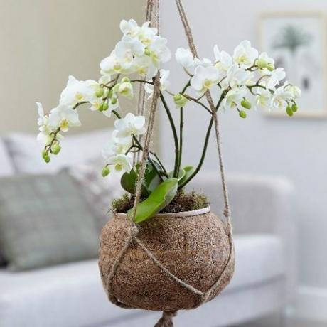 Kokodama: Phalaenopsis ‘White Willd Orchid’ - kokodama orchidėja