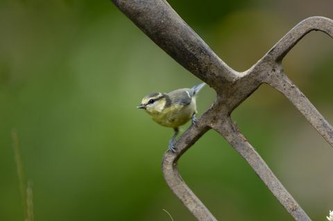 žydra zylė parus caeruleus, nepilnametė, sėdinti ant sodo šakutės