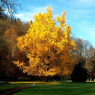 Ginkgo biloba