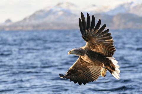 baltasis erelis arba jūrinis erelis, žvejojantis fiorde šiaurės Norvegijoje