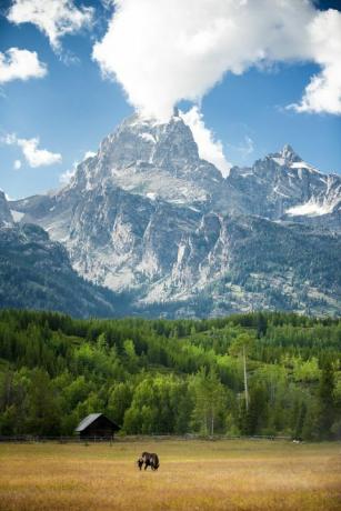 arklys ganosi Grand Teton nacionaliniame parke, Vajomingas su nameliu ir snieguotais kalnais fone