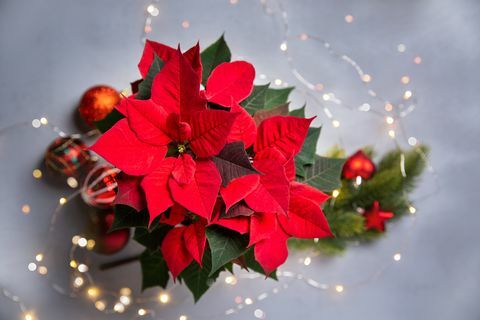 raudona puansetijos gėlė ir šventinė kalėdinė kompozicija su putojančia girlianda pilkame fone, vaizdas iš viršaus, kopijavimo vieta