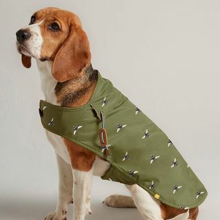 Alyvuogių žalios spalvos vaškuotas šuns kailis