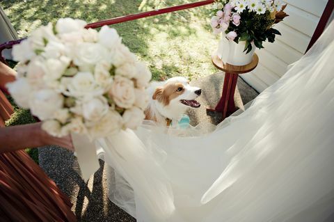 6 dalykai, kuriuos reikia atsiminti, jei jūsų šuo eina į jūsų vestuves