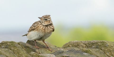 Skylark ant uolos