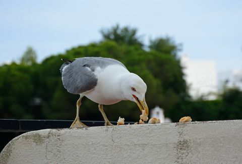 Žuvėdra valgo duoną, Albufeira, Portugalija.