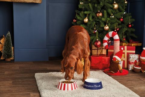 „aldi“ pristato įperkamų kalėdinių naminių gyvūnėlių dovanų asortimentą, o kainos prasideda nuo 199 GBP