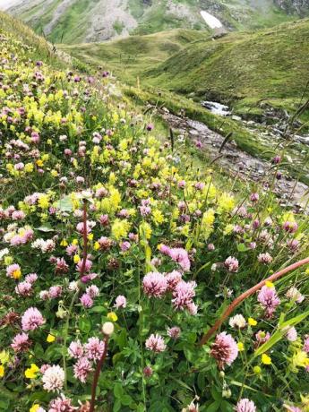 Laukinės gėlės, Austrijos Alpės