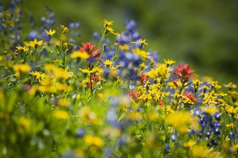 Kaip laukinės gėlės gali sumažinti pesticidų naudojimą