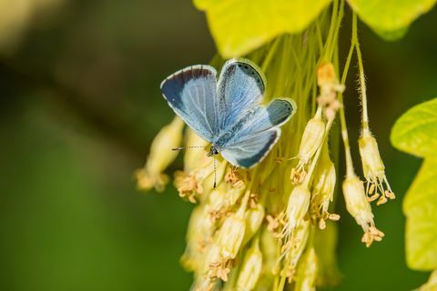 Holly blue drugelis ant klevo gėlių pavasarį