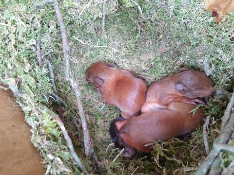 Reti raudonųjų voverių kačiukai užfiksuoti fotoaparatu Brownsea saloje