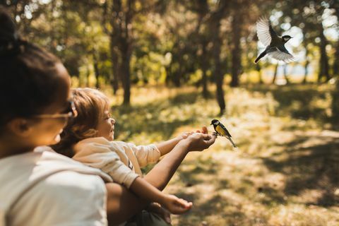 mama ir jos vaikas rudenį viešajame parke maitina laukinę zylę saulėgrąžomis