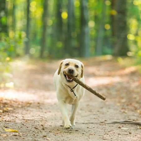 Geltonojo labradoro retriverio šuns, nešiojančio lazdą miške, vaizdas iš arti