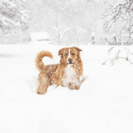 šuo sniege