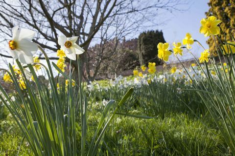 Narcissi sode Powis pilyje, Powys, Velsas, pavasarį. © „National Trust Images“ Markas Boltonas