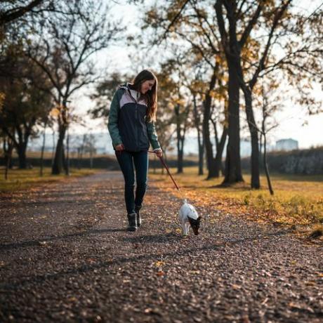 jauna moteris vaikšto su Džeko Raselo terjeru viešajame parke saulėlydžio metu