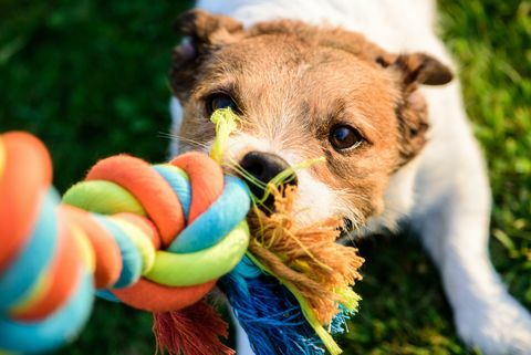 Šuo traukia kramtomą spalvingą žaislinę medvilninę virvę
