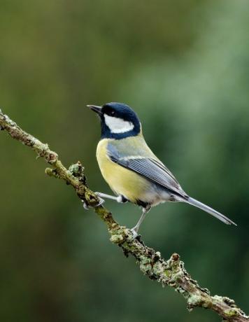 geat tit perched ant šakelės