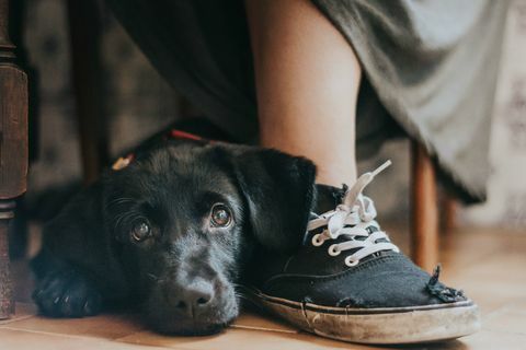 Metų šuns fotografo laimėtojo nuotrauka