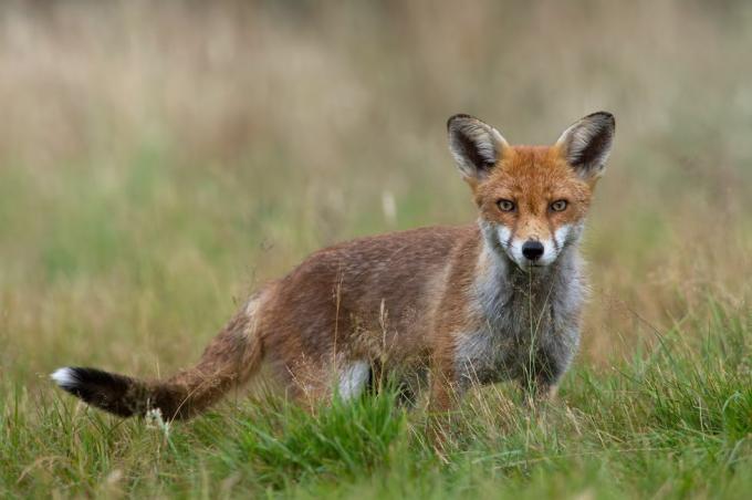 Raudonoji lapė (Vulpes vulpes)