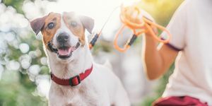 laimingas džiaugsmingas ir žaismingas Džeko Raselo šuo, atsipalaidavęs ir besiilsintis gress sode parke lauke ir lauke vasaros atostogų metu