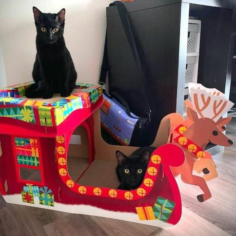 taikinys stebuklų parduotuvė Kalėdų kačių draskyklių namas