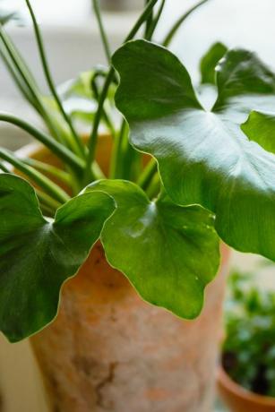 populiarūs kambariniai augalai žalieji filodendro shangri la lapai