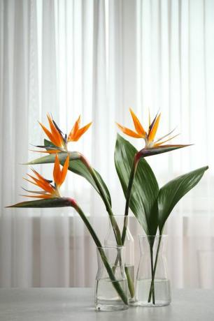 populiarūs kambariniai augalai rojaus paukštis tropinės gėlės ant balto stalo