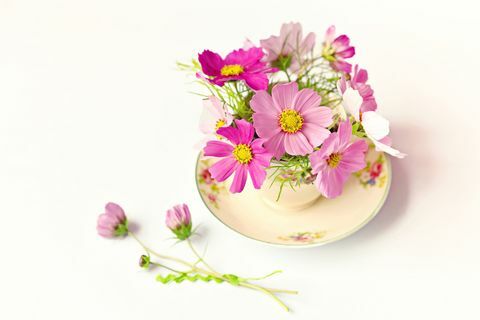 Gražiai rožinės gėlės arbatos puodelyje