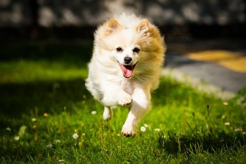 baltas Pomeranijos šuo bėgioja lauke