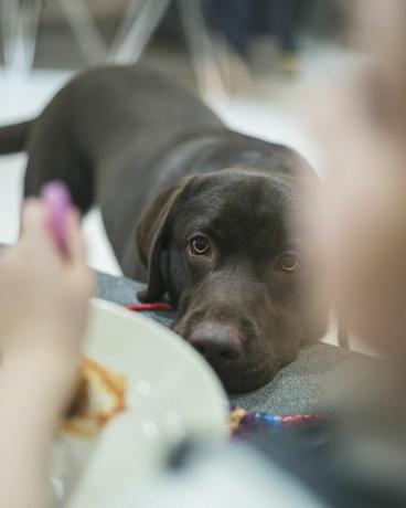 šuo žiūri vaiko maistą